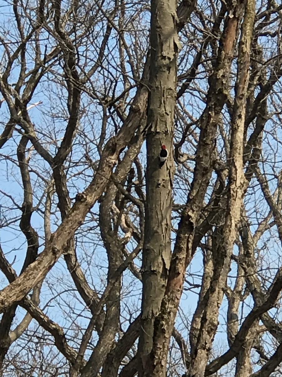 Red-headed Woodpecker - ML154195741