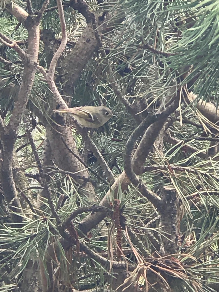 Ruby-crowned Kinglet - ML154195881