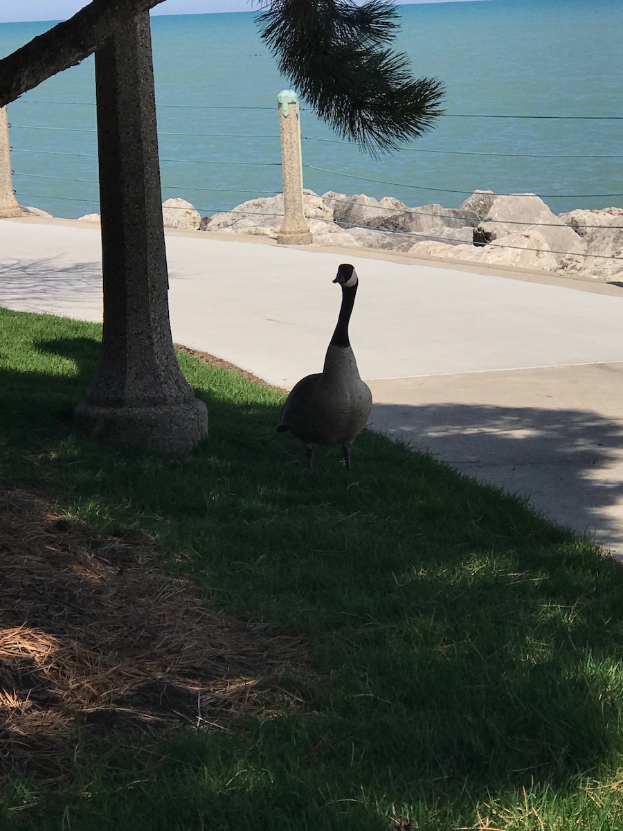 Canada Goose - ML154195951