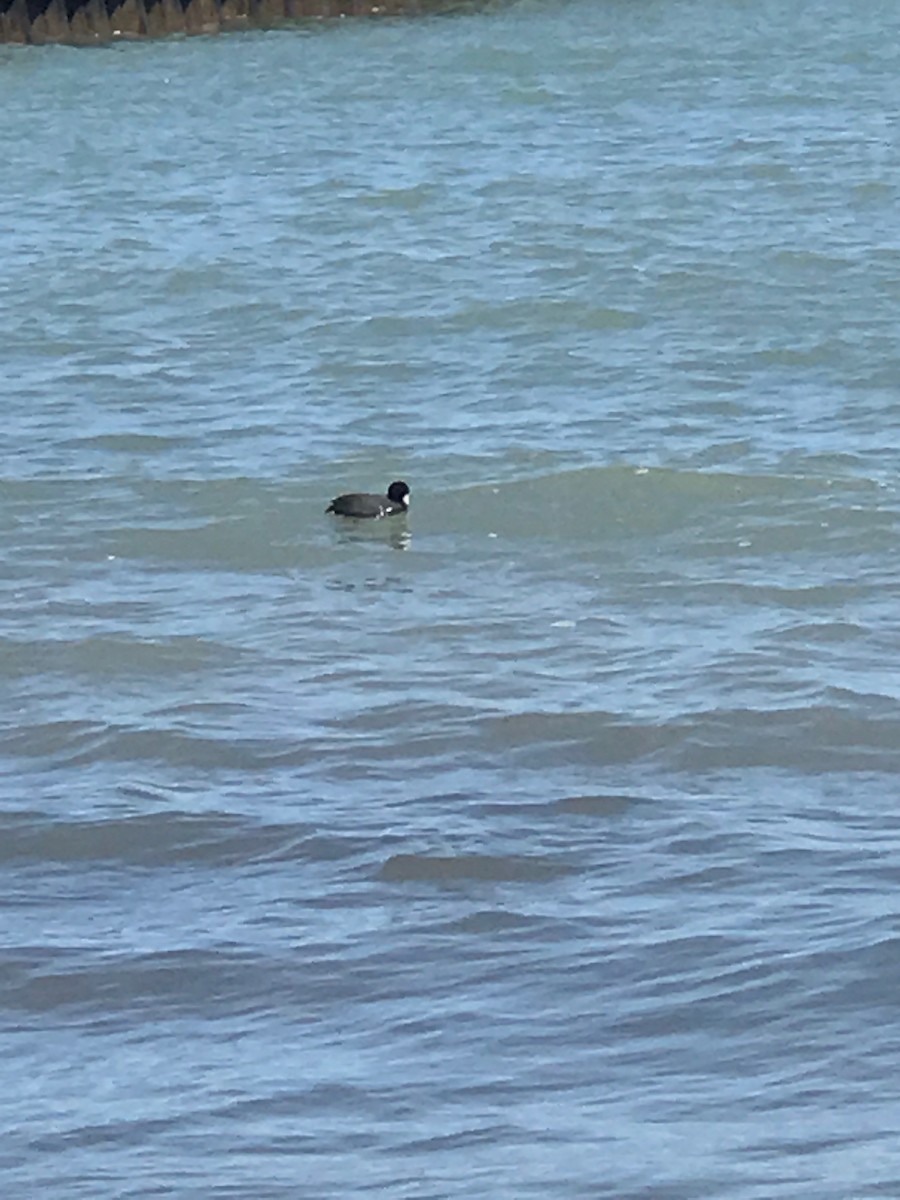 American Coot - ML154196061