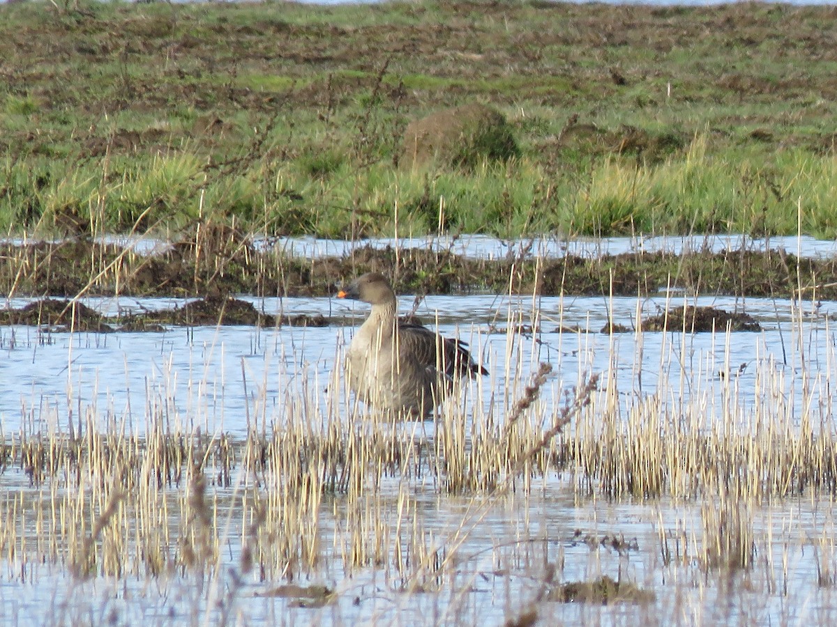 Tundra Bean-Goose - ML154197141