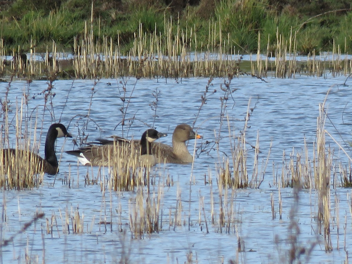 Tundra Bean-Goose - ML154197161