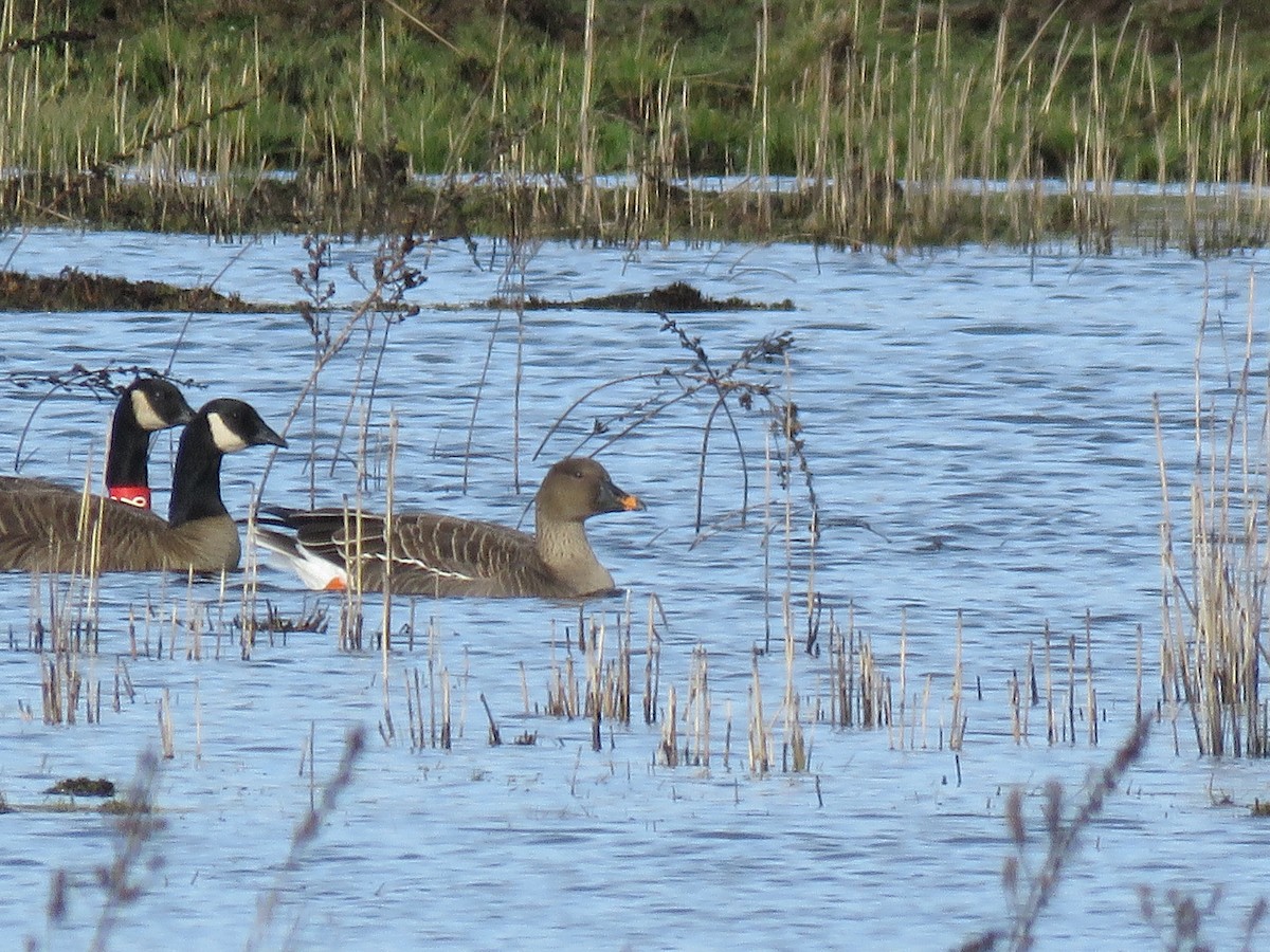 Tundra Bean-Goose - ML154197201