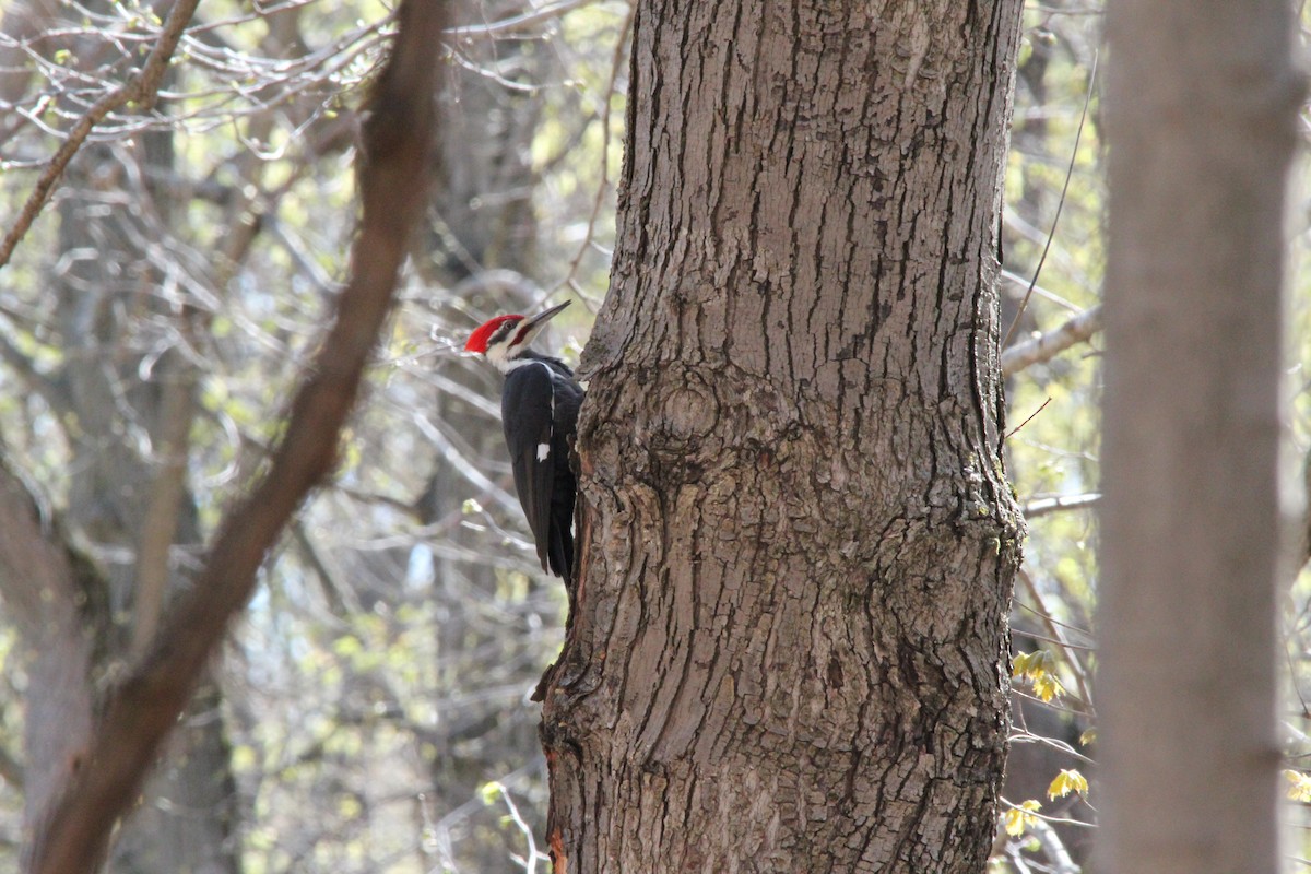 Pileated Woodpecker - Matthew  Scheltema