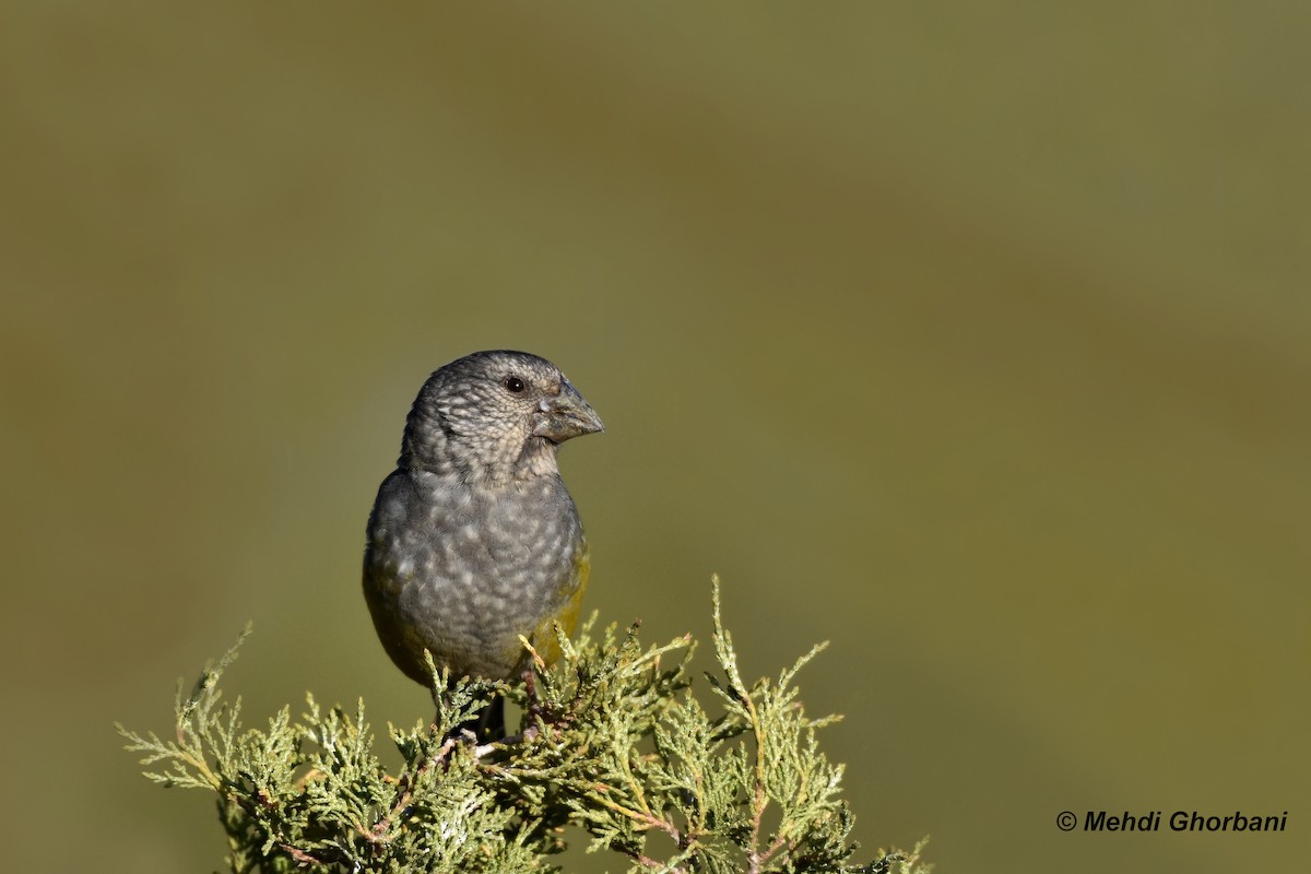 White-winged Grosbeak - ML154197991