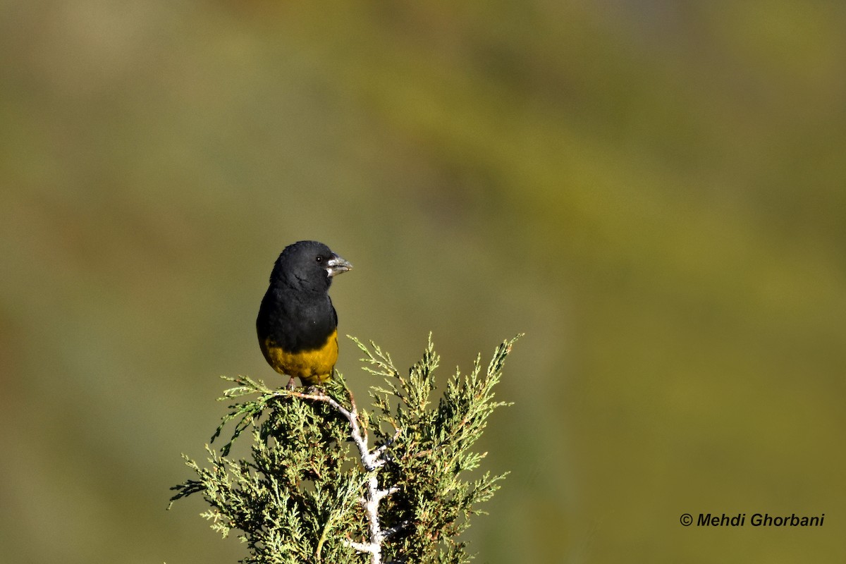 White-winged Grosbeak - ML154198531