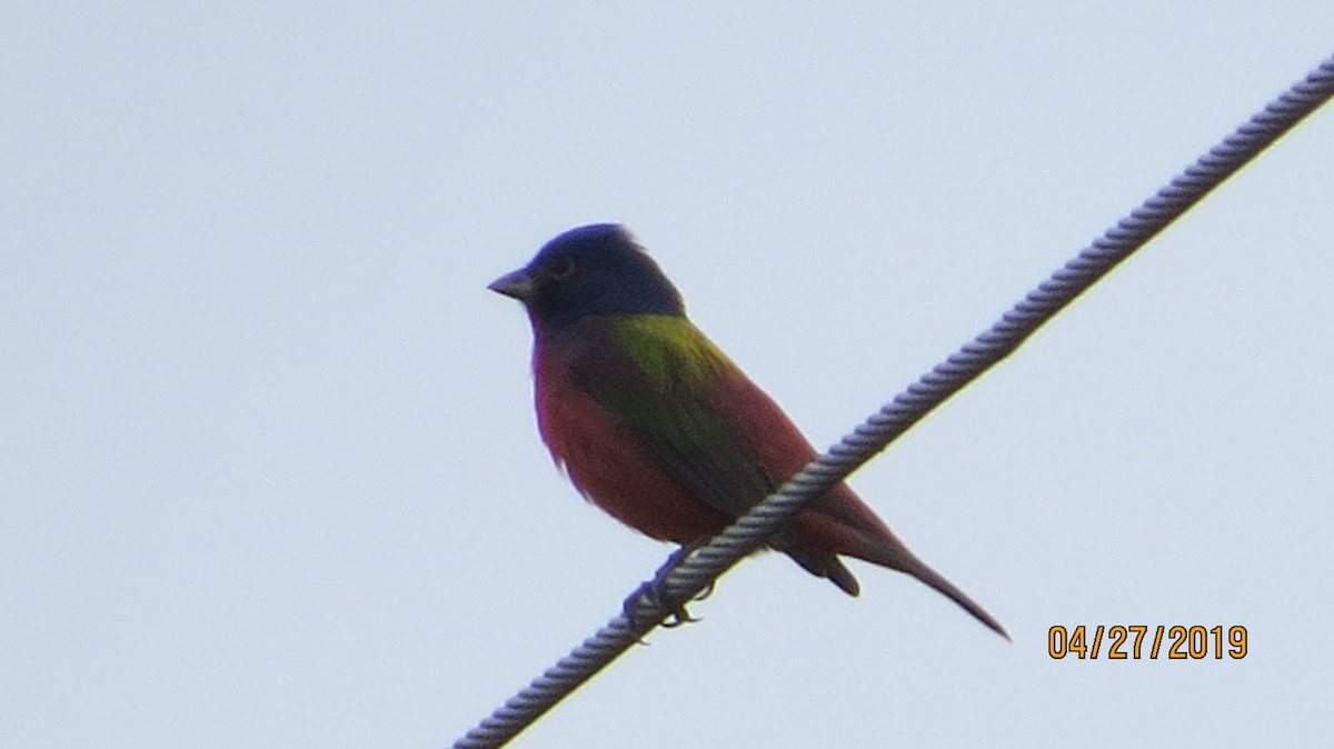 Painted Bunting - ML154199341