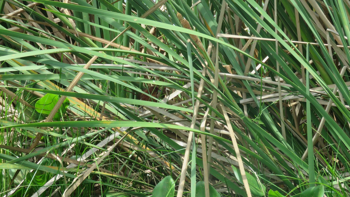 White-throated Crake - ML154202321