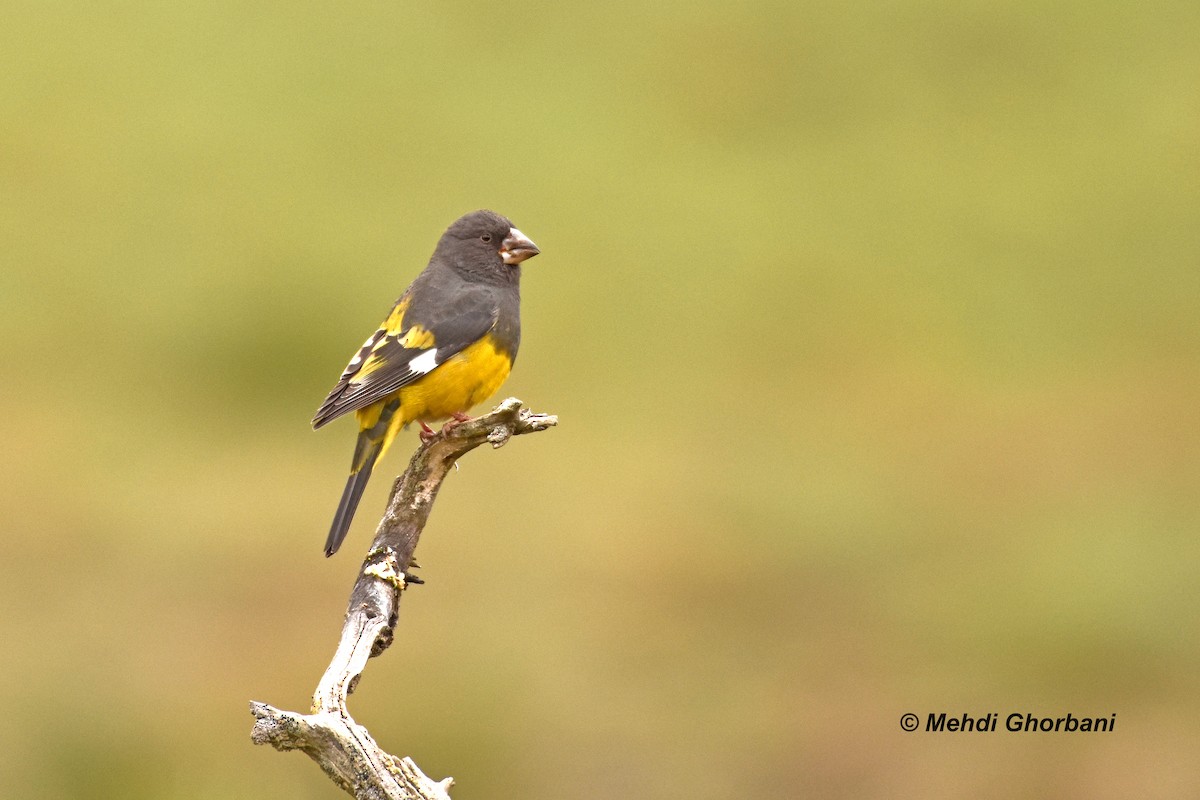 Цагаан далавчит шаршуу - ML154203201