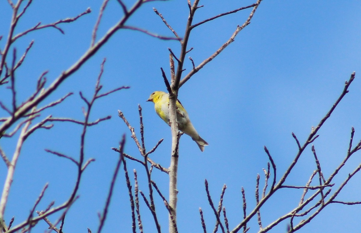 American Goldfinch - ML154203371
