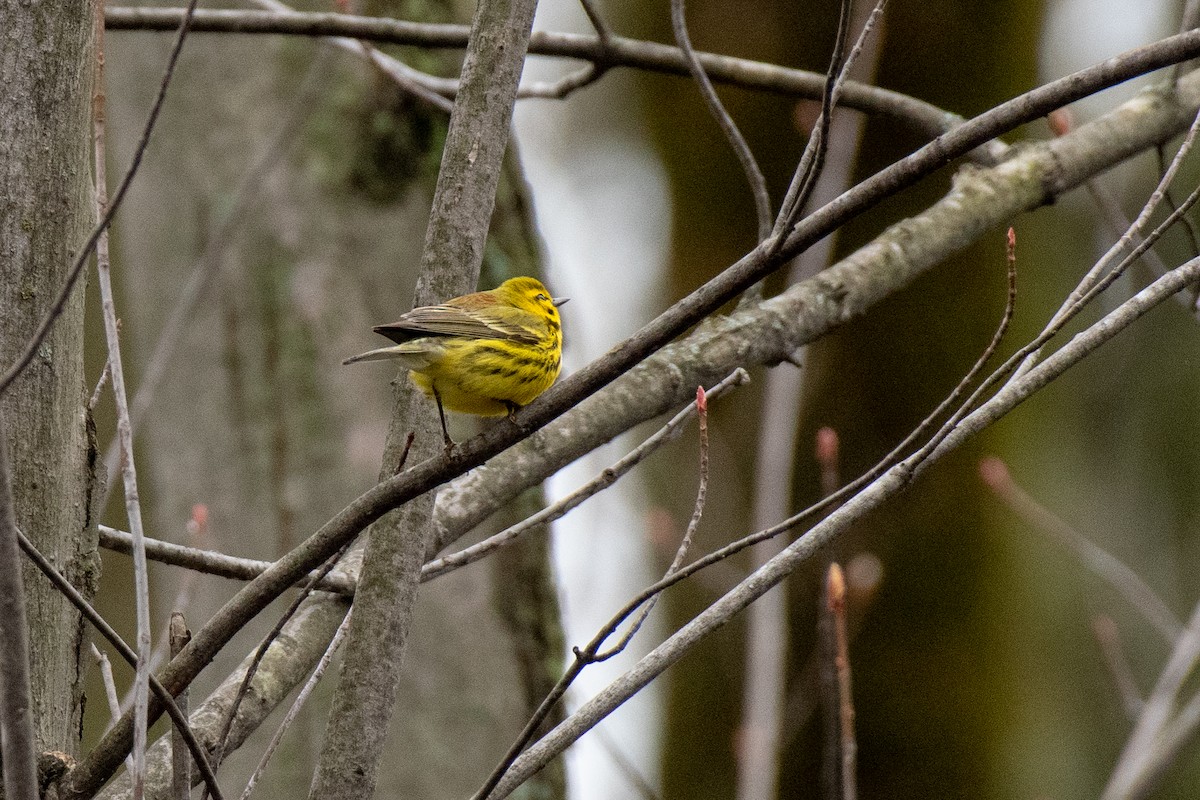 Prairie Warbler - ML154206101
