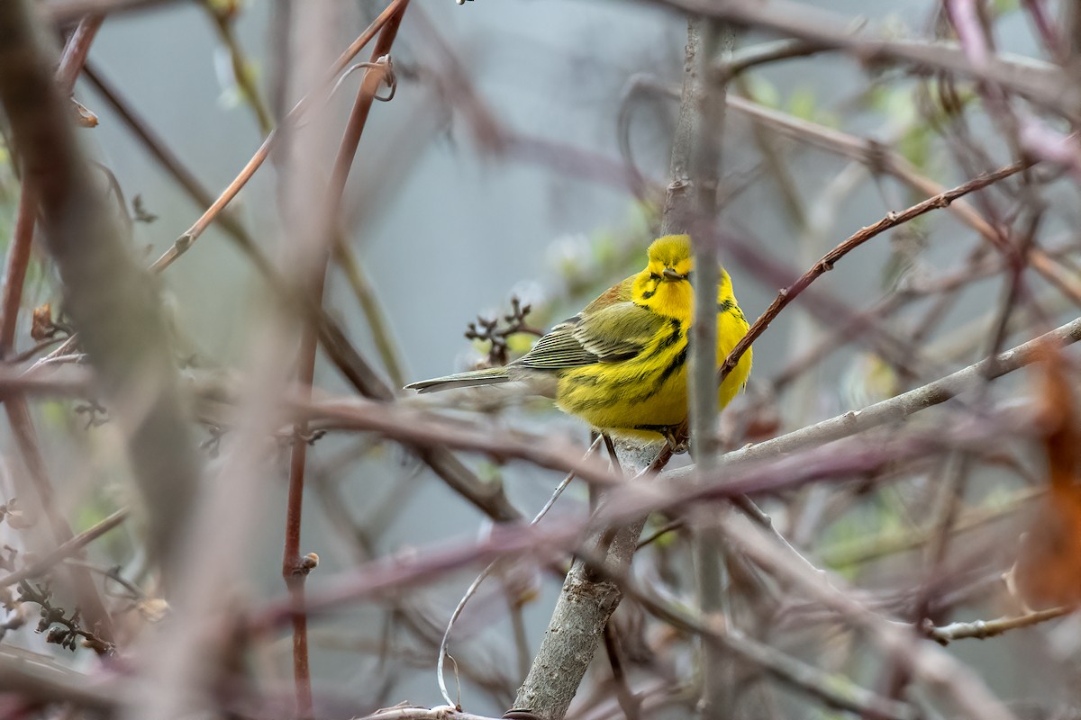Prairie Warbler - ML154206111