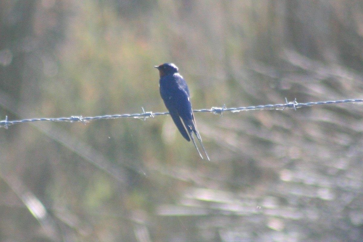 Barn Swallow - ML154206311