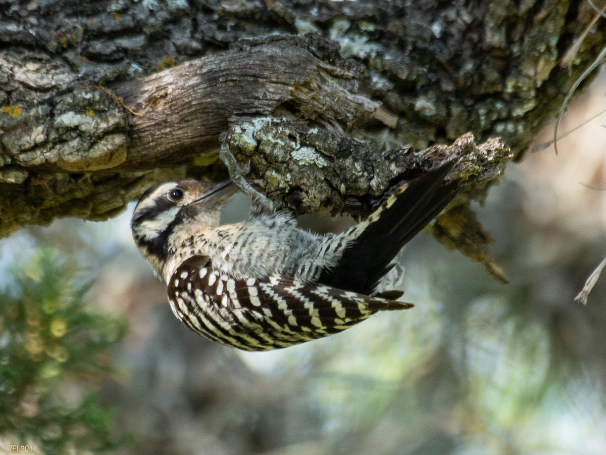 Ladder-backed Woodpecker - T I