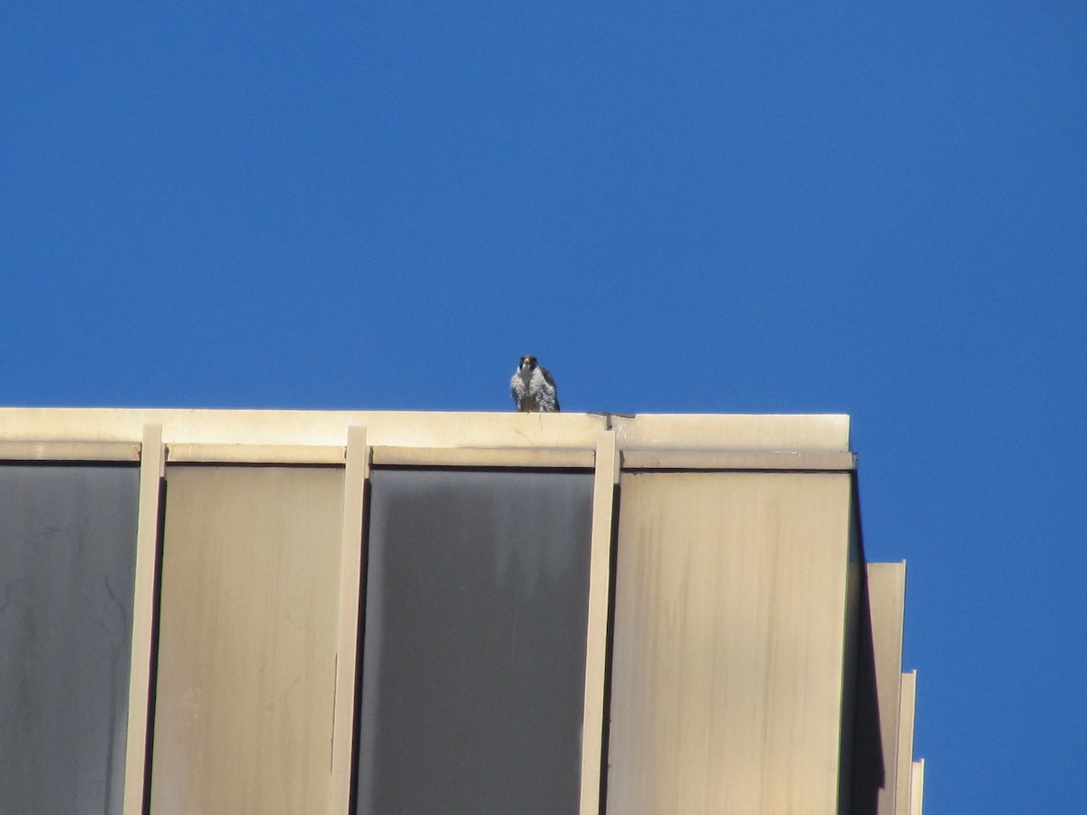 Peregrine Falcon - ML154206751