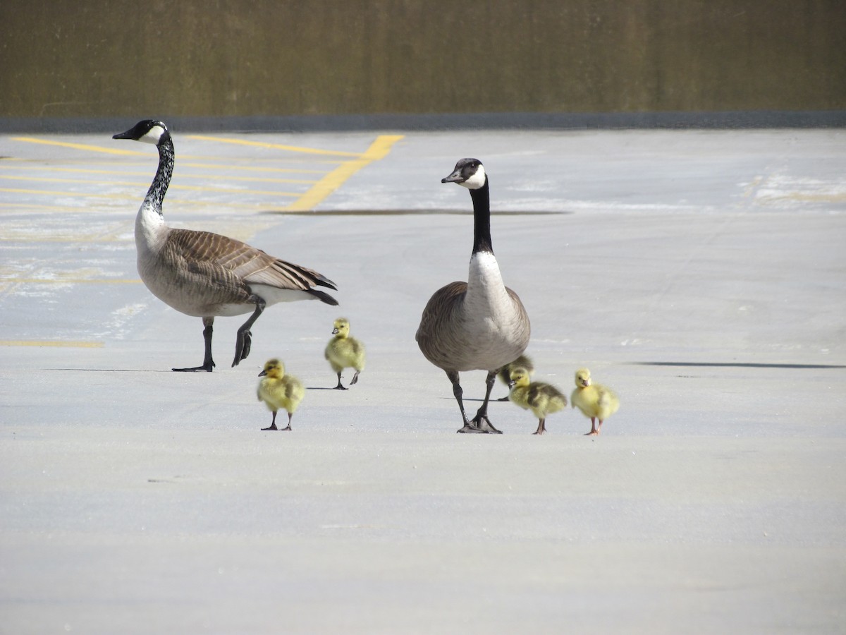 Canada Goose - ML154207251