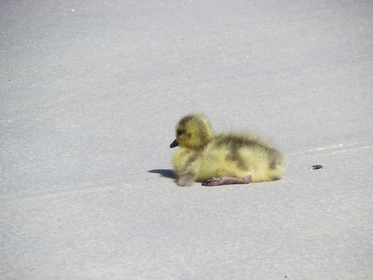 Canada Goose - ML154207261