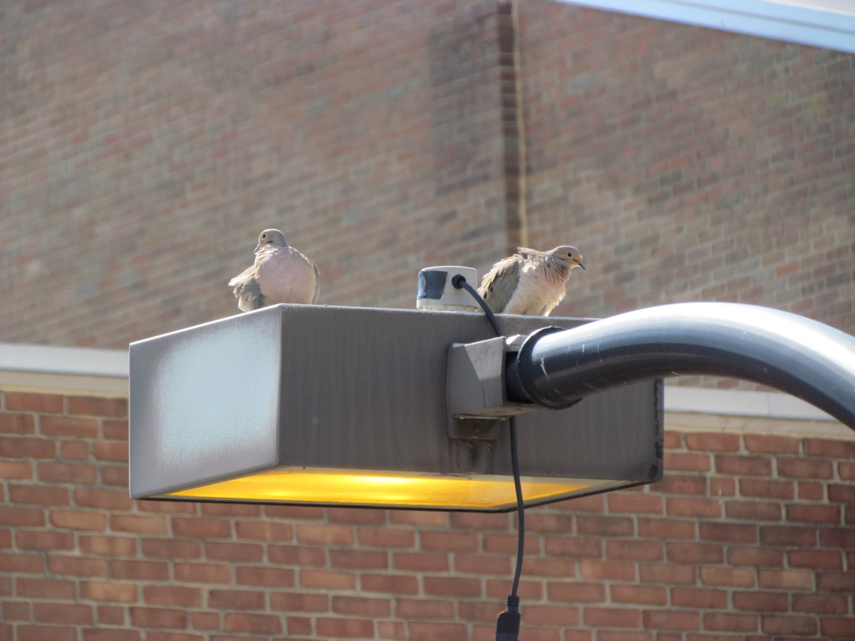 Mourning Dove - ML154207431