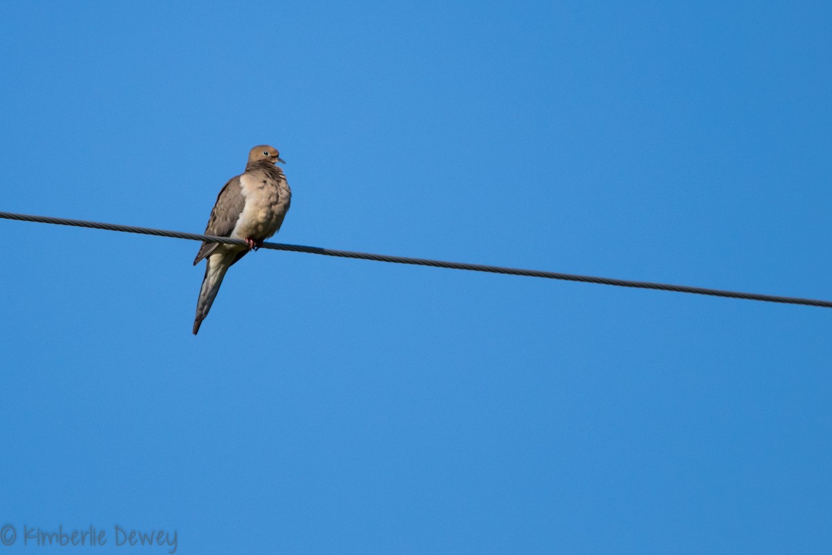 Mourning Dove - ML154207861
