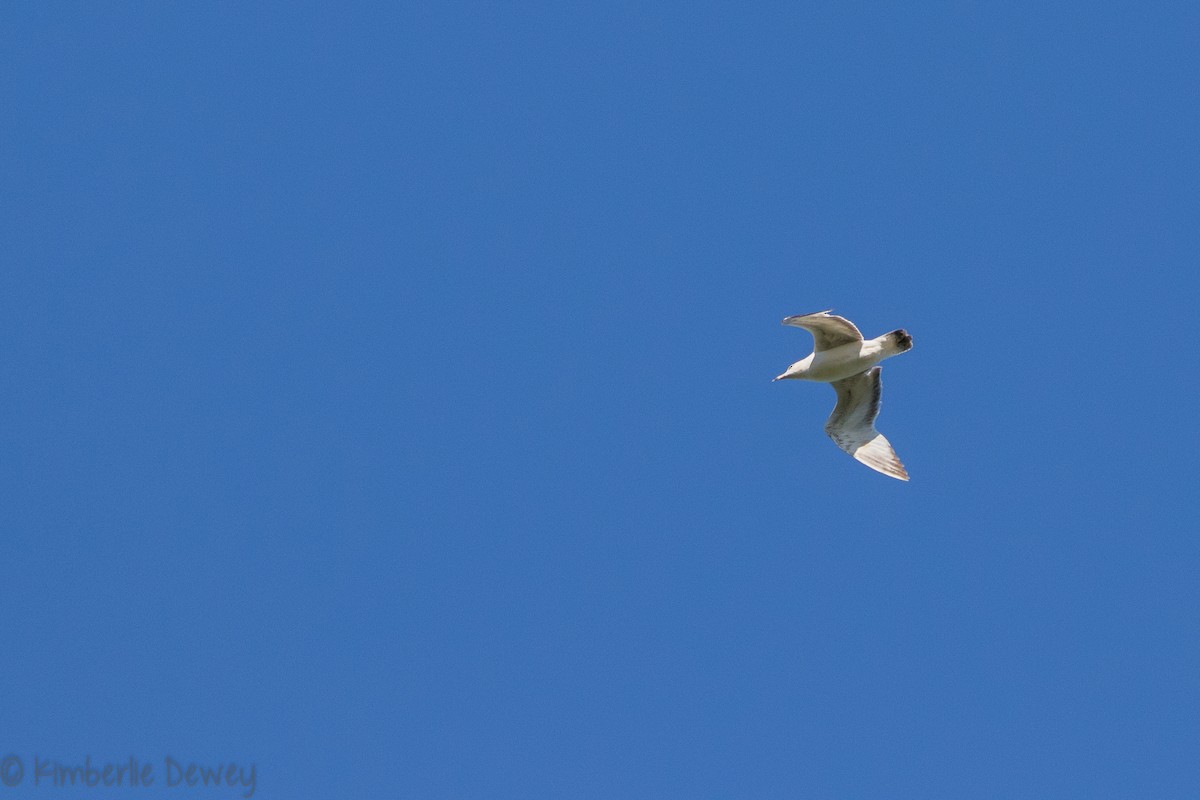 Ring-billed Gull - ML154207891