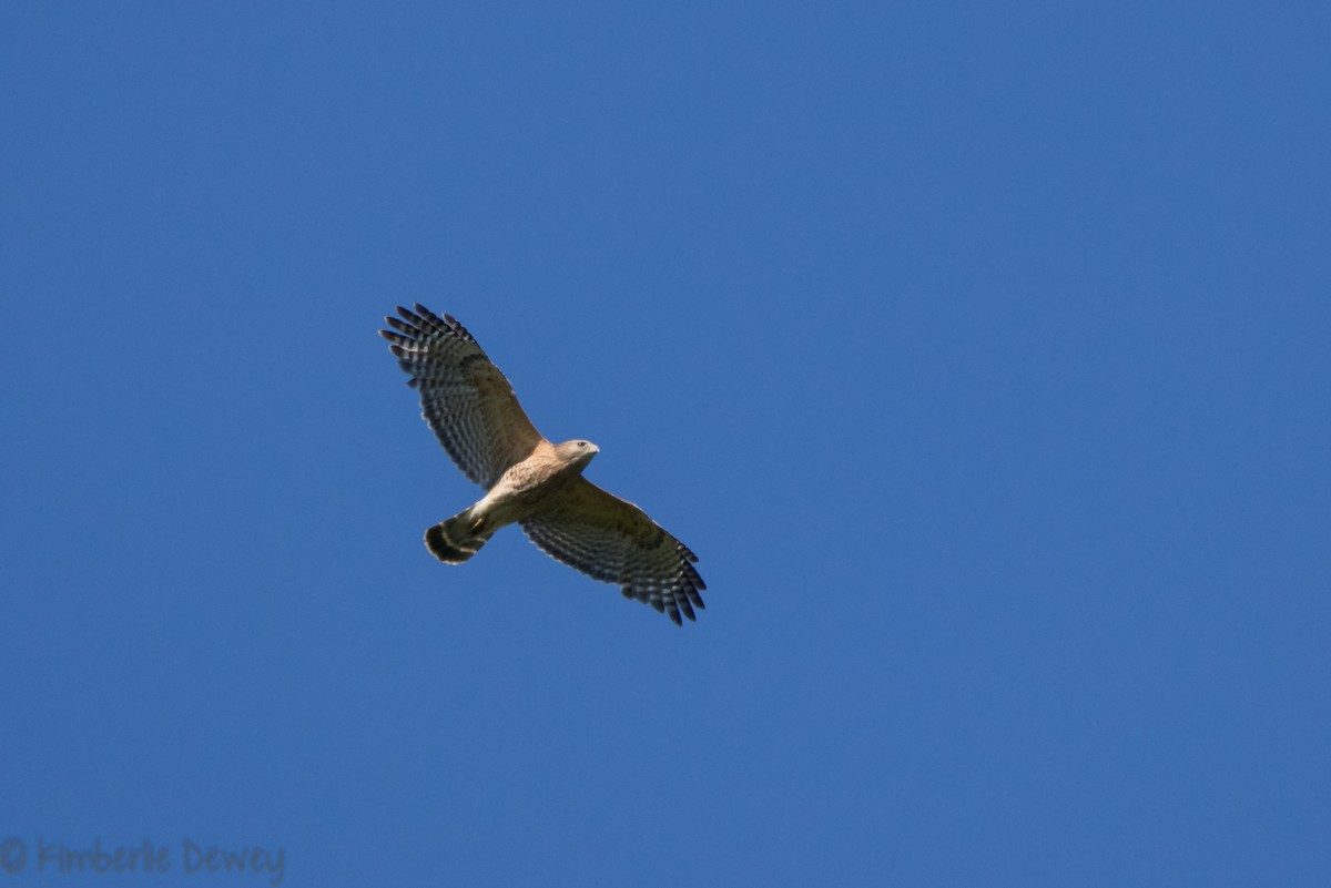 Red-shouldered Hawk - ML154207981