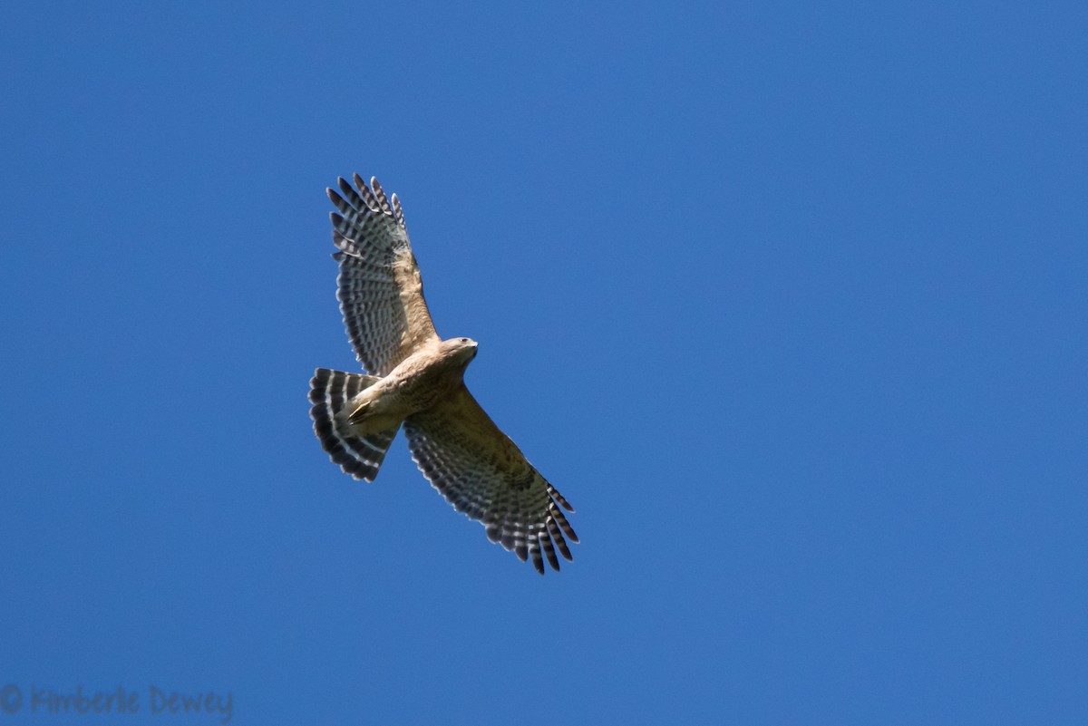 Red-shouldered Hawk - Kimberlie Dewey