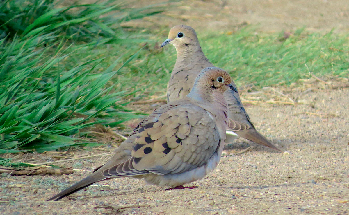 Mourning Dove - ML154208001