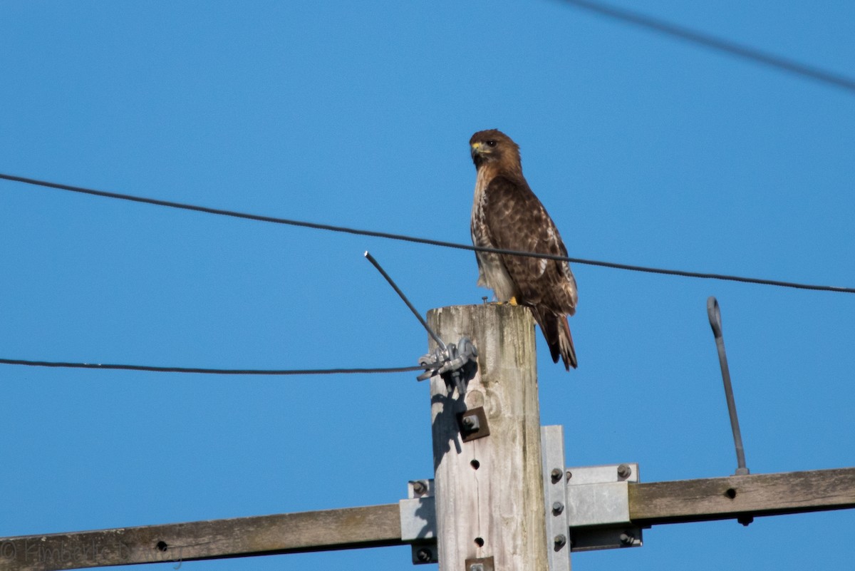 Red-tailed Hawk - ML154208011