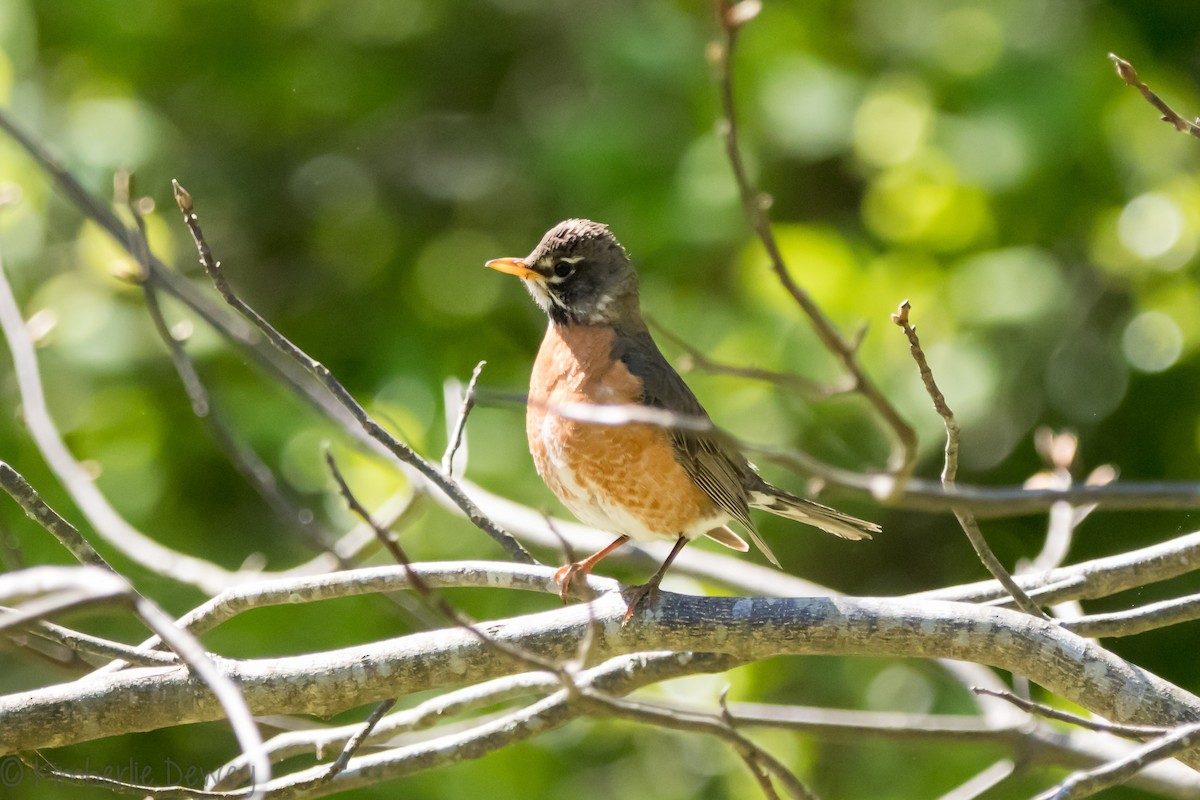 American Robin - ML154208091