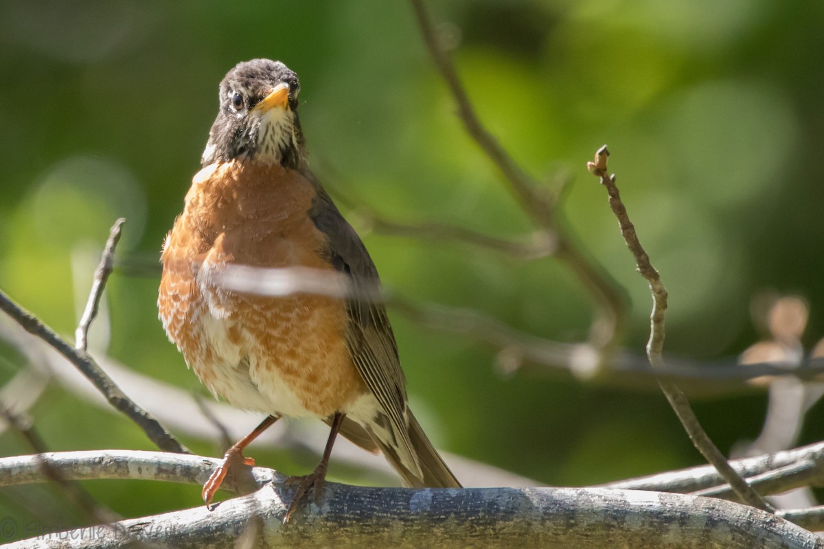 American Robin - ML154208101