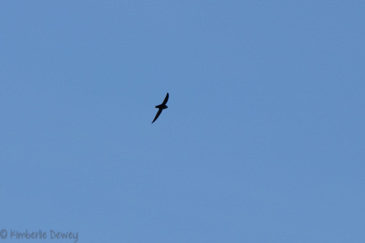 Chimney Swift - ML154208161