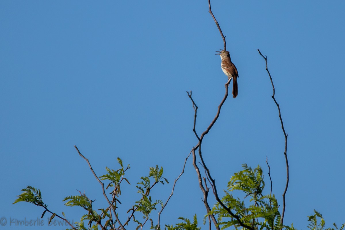 Brown Thrasher - ML154208251