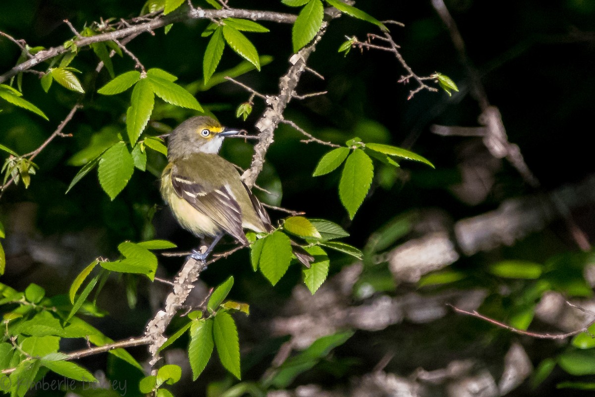 White-eyed Vireo - ML154208321