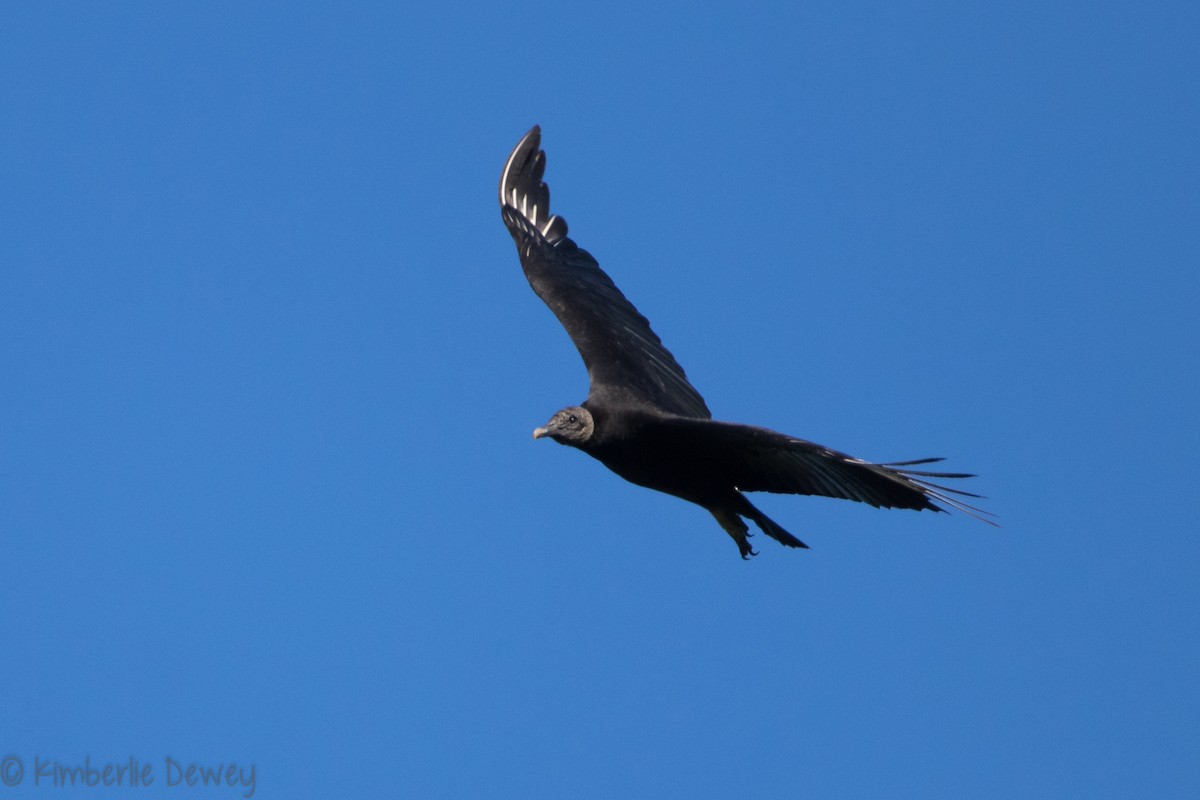 Black Vulture - ML154208371