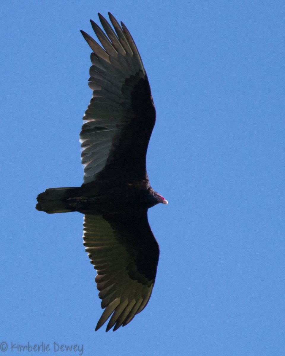 Turkey Vulture - ML154208501