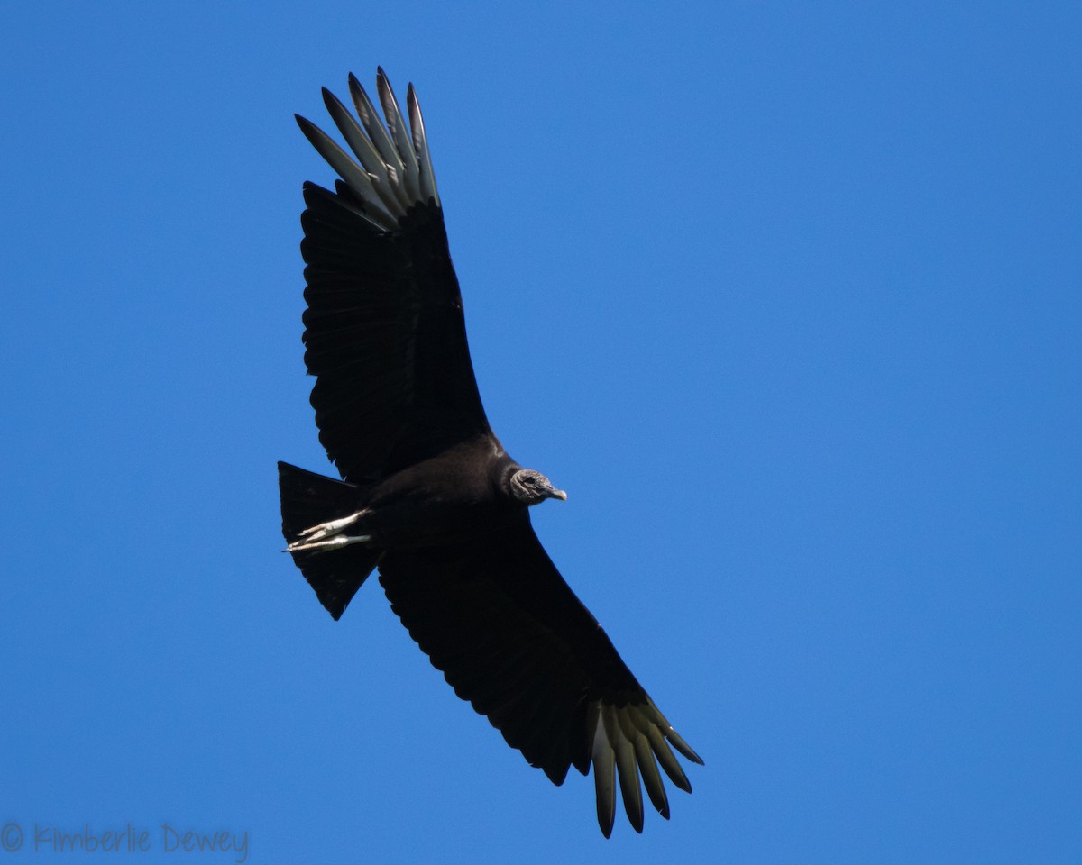 Black Vulture - ML154208521