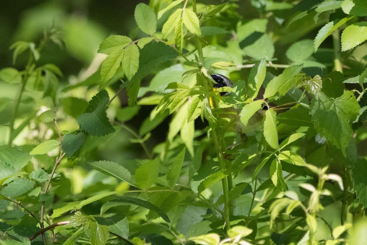 Common Yellowthroat - ML154208541