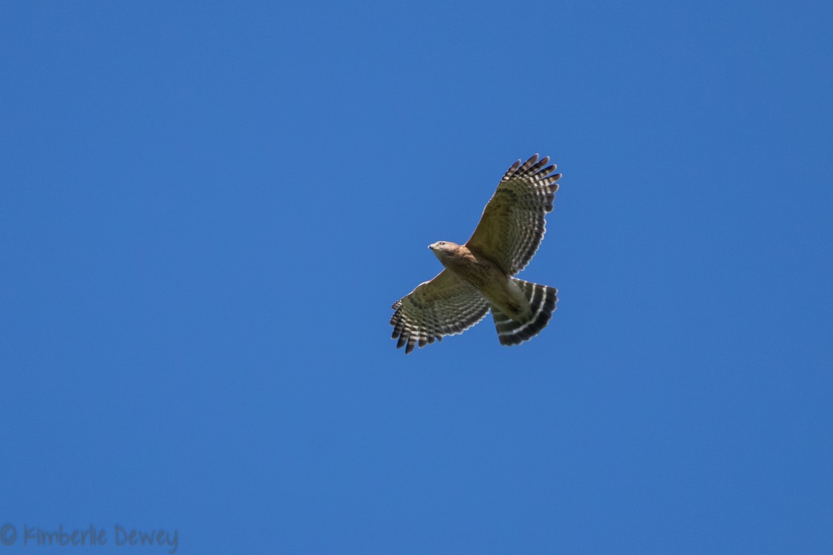 Red-shouldered Hawk - Kimberlie Dewey