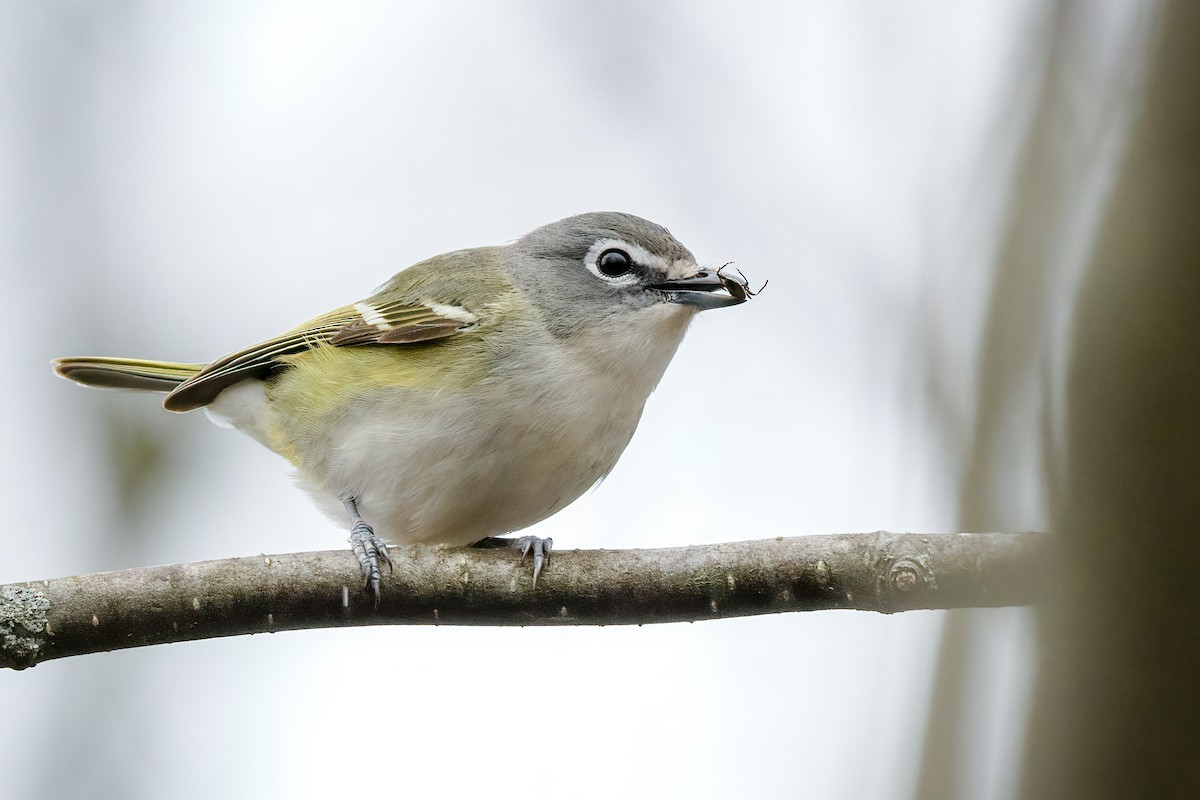 Blue-headed Vireo - ML154209221