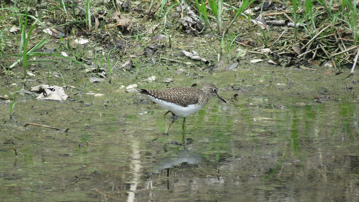 Solitary Sandpiper - ML154209621