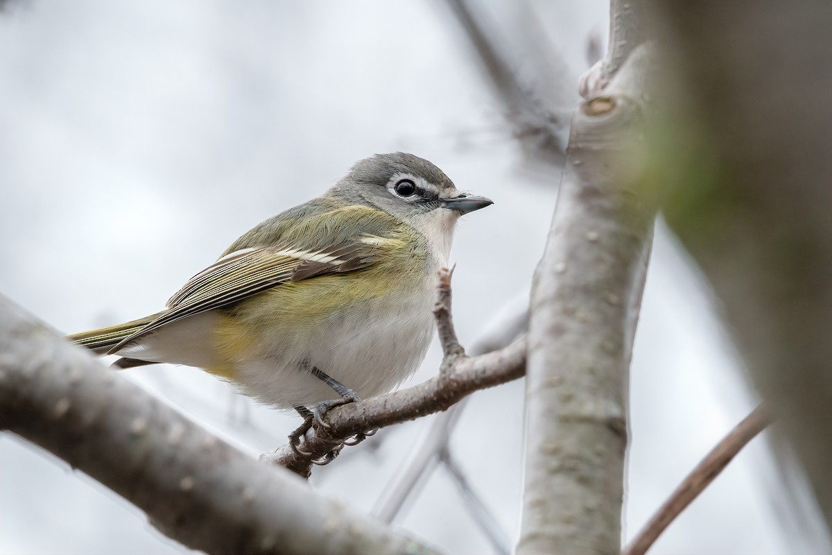 Blue-headed Vireo - ML154212241