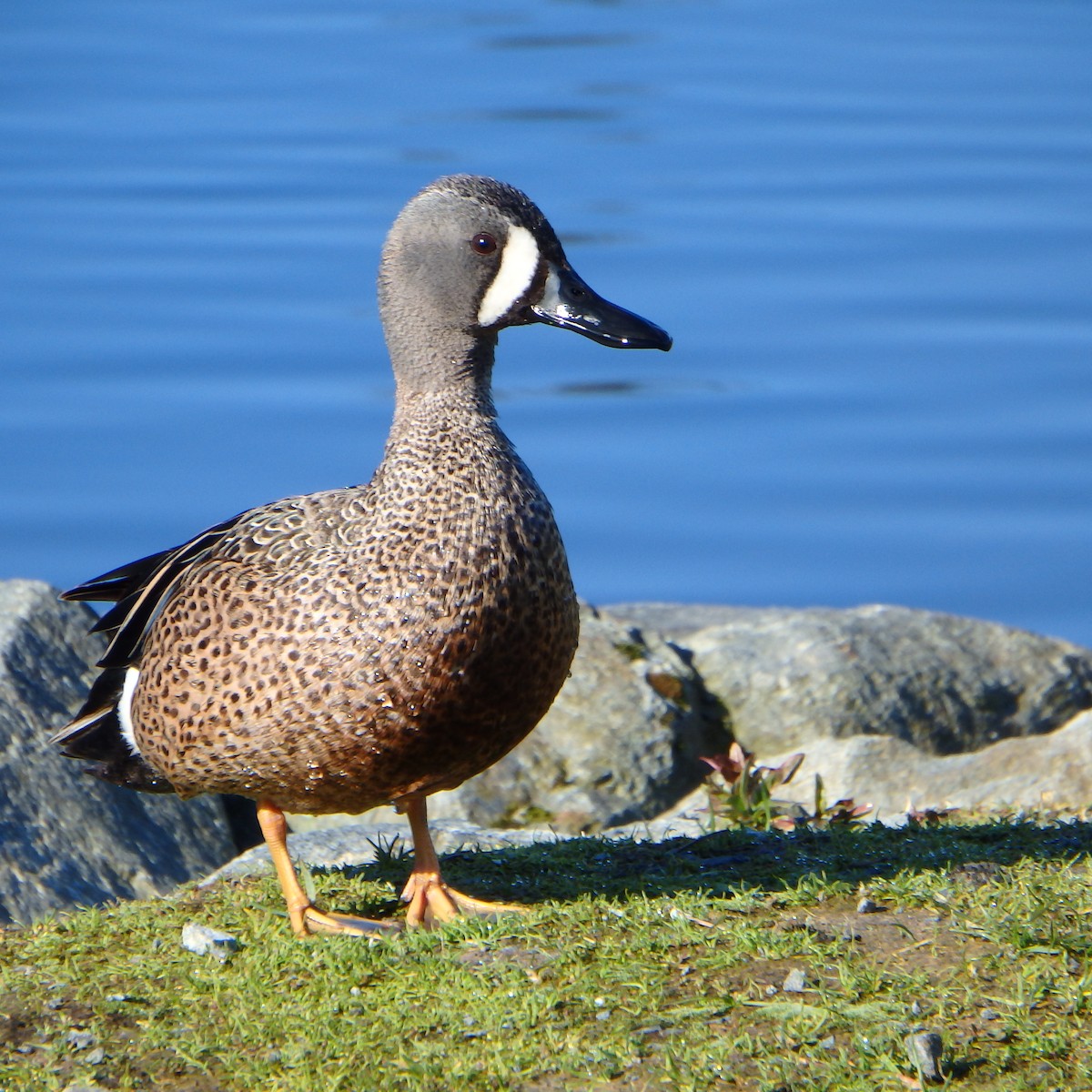 Blue-winged Teal - Victoria Vosburg