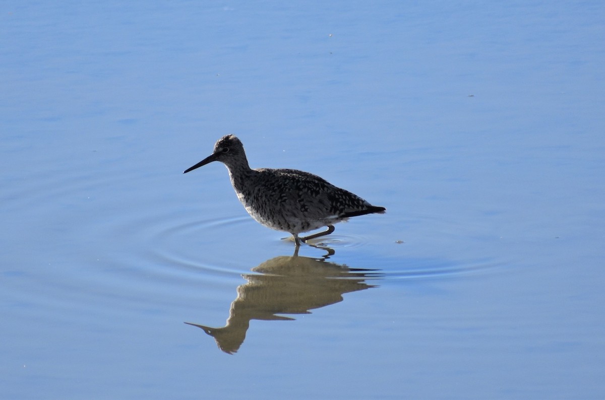 Willet - ML154213641