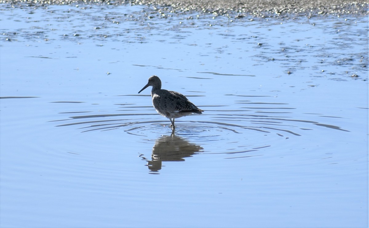 Willet - ML154213651