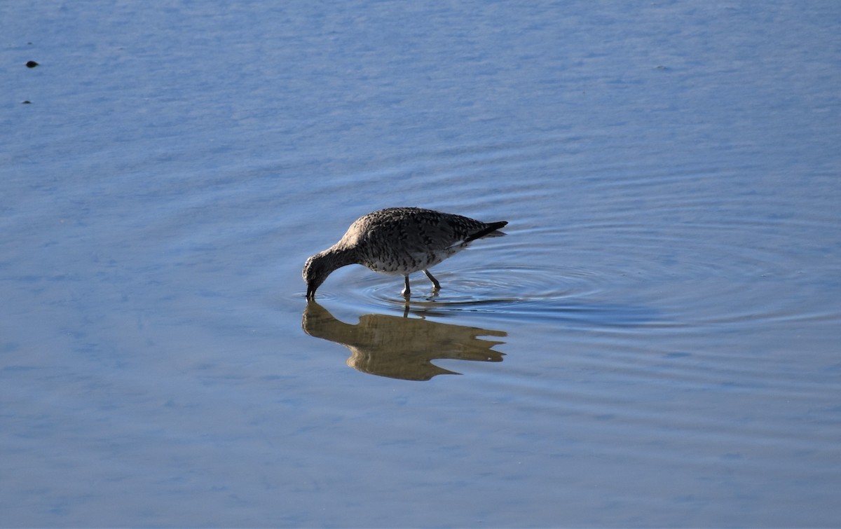 Willet - ML154213691