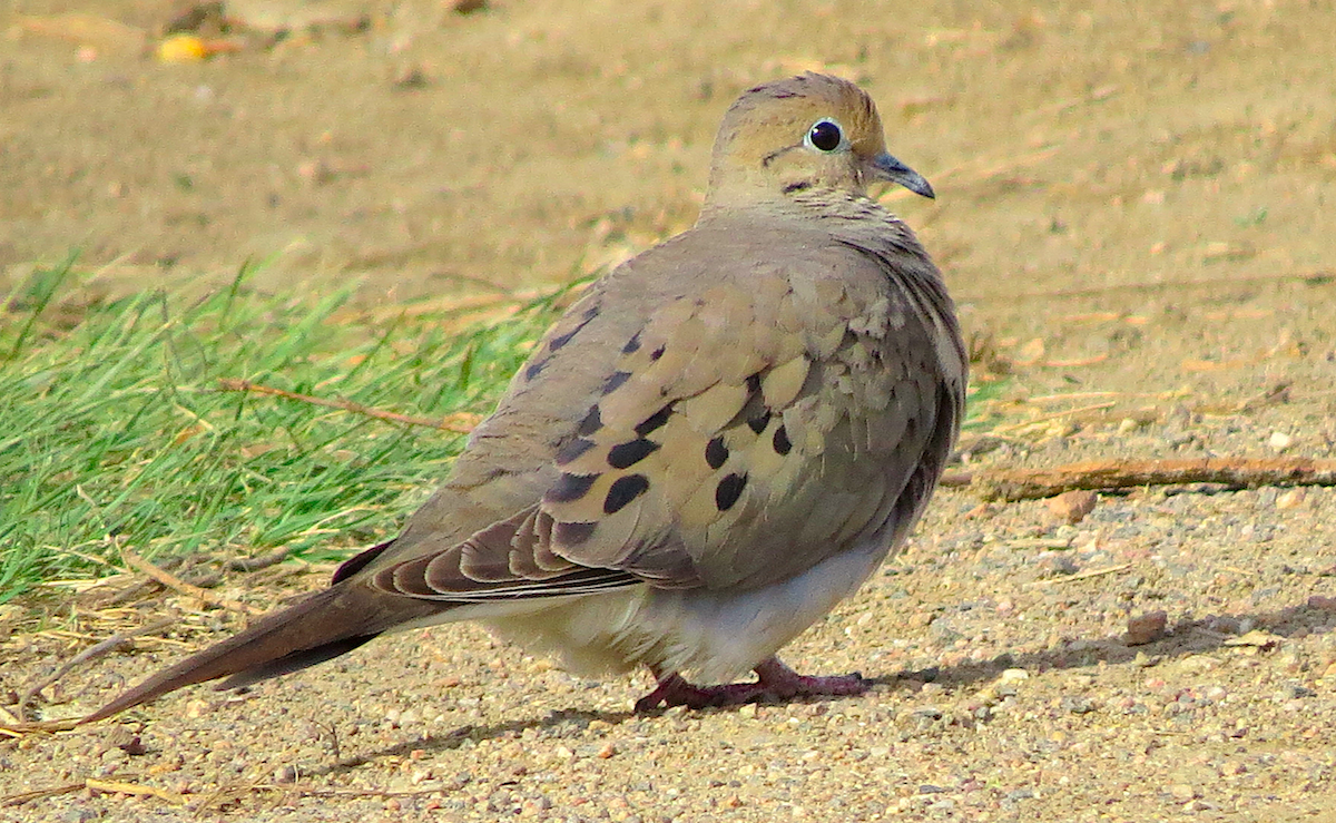 Mourning Dove - Ted Floyd