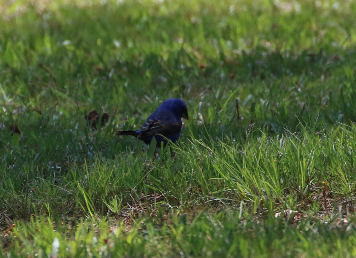 Blue Grosbeak - ML154216641