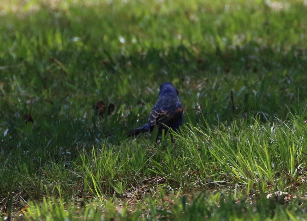 Blue Grosbeak - ML154216651