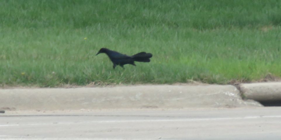 Great-tailed Grackle - ML154217851