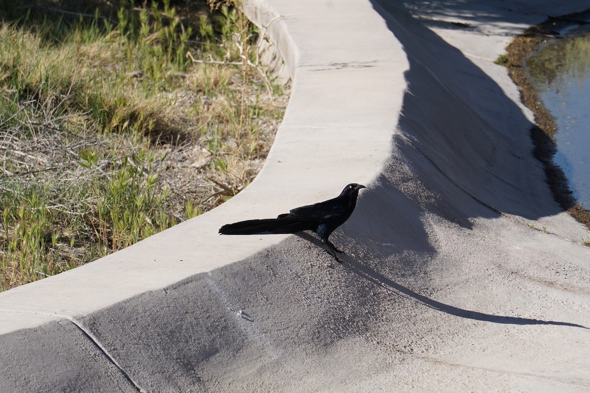 Great-tailed Grackle - ML154217861
